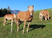 08 Bei cavalli al pascolo